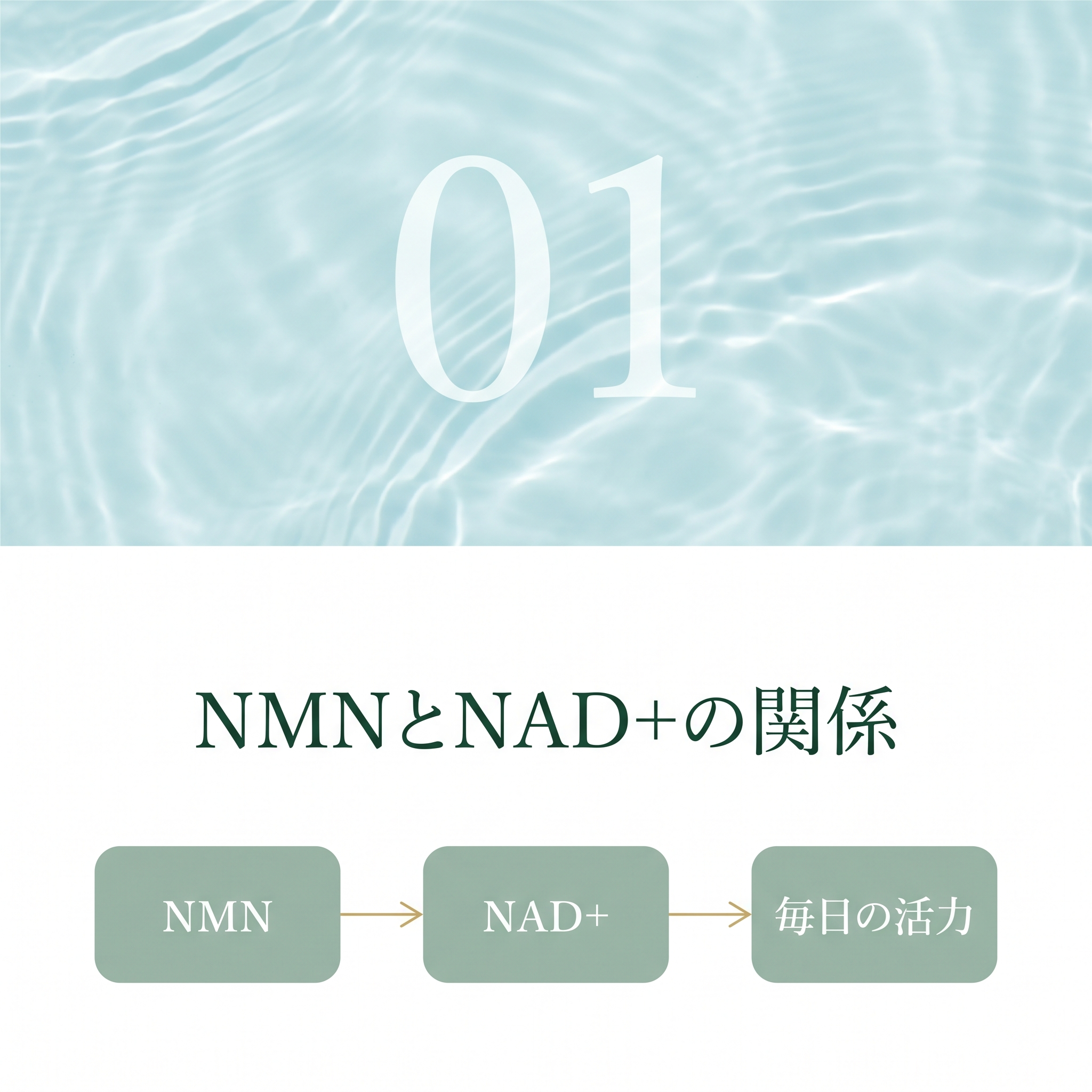 NMNとNAD+の関係 - 説明図